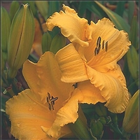 Hemerocallis 'Big Bird'
