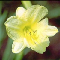Hemerocallis 'Happy Returns'