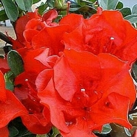 Rhododendron girard x 'Hot Shot'