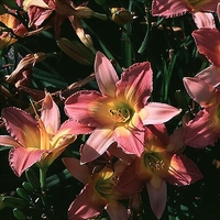 Hemerocallis 'Chicago Orchid'