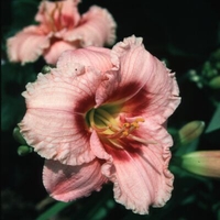Hemerocallis 'Chicago Arnies Choice'
