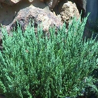 Juniperus chinensis sargentii 'Glauca'