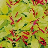 Salvia elegans 'Golden Delicious'