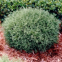 Thuja occidentalis 'Bobazam'