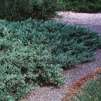 Juniperus chinensis sargentii 'Viridis'