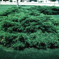 Juniperus chinensis 'Armstrongii'