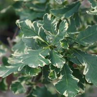 Quercus robur 'Argenteomarginata'
