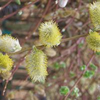 Salix caprea 'Pendula'