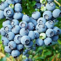 Vaccinium ashei 'Powderblue'