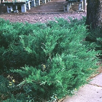 Juniperus chinensis 'Sea Green'