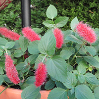 Acalypha 'Summer Love'