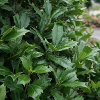 Ilex x 'Conin'