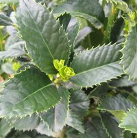 Ilex x 'Conty'