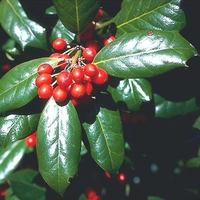 Ilex cornuta 'Burfordii'