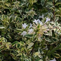 Abelia x grandiflora 'Hopley's'