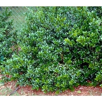 Ilex cornuta 'Burfordii Nana'