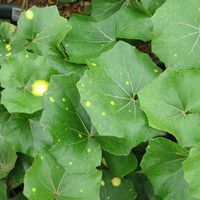 Farfugium japonicum 'Aureomaculata'