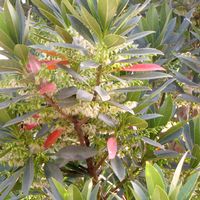 Elaeocarpus decipiens
