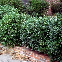 Ilex cornuta 'Carissa'
