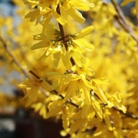 Forsythia x intermedia 'Spectabilis'