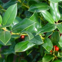 Ilex cornuta 'Needlepoint'