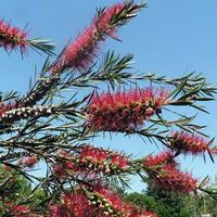 Callistemon sp. 'Woodlanders Hardy'