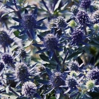 Eryngium planum 'Blue Hobbit'