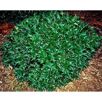 Ilex cornuta 'Rotunda'