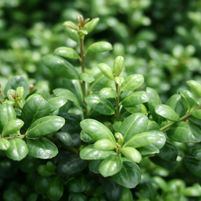 Ilex crenata 'Chesapeake'