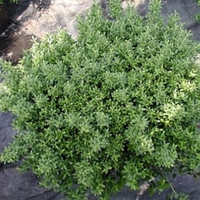 Ilex crenata 'Soft Touch'