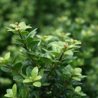 Ilex crenata 'Steeds'