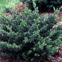 Ilex crenata 'Compacta'
