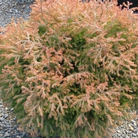 Thuja occidentalis 'Congabe'