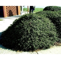 Ilex crenata 'Helleri'