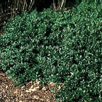 Ilex crenata 'Hoogendoorn'