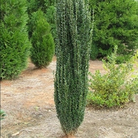 Ilex crenata 'Sky Pencil'