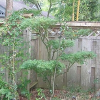Acer palmatum 'Seiryu'