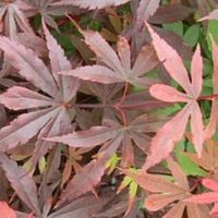 Acer palmatum 'Skeeters Broom'