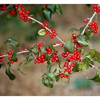 Ilex decidua 'Warren's Red'