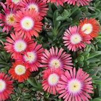 Delosperma dyeri 'Psdold'