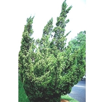 Juniperus chinensis 'Torulosa' ('Kaizuka')