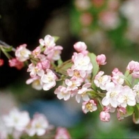 Malus 'Coralcole'