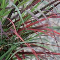 Panicum virgatum 'RR1'