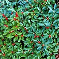 Ilex verticillata 'Red Sprite'
