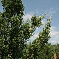 Juniperus chinensis 'Iowa'