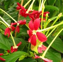Quisqualis indica