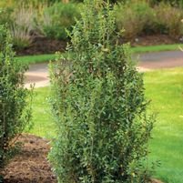 Ilex crenata 'Farrowone'