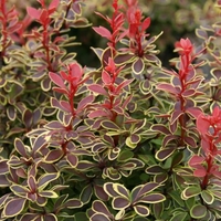 Berberis thunbergii 'Admiration'