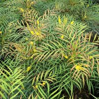 Mahonia eurybracteata 'Soft Caress'