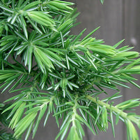 Juniperus conferta 'Blue Pacific'